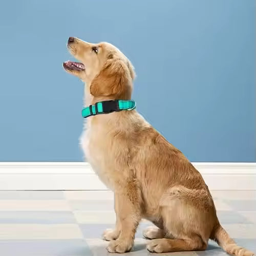 PawVault Pro Collar — Built to Last Every Walk, Hike & Adventure